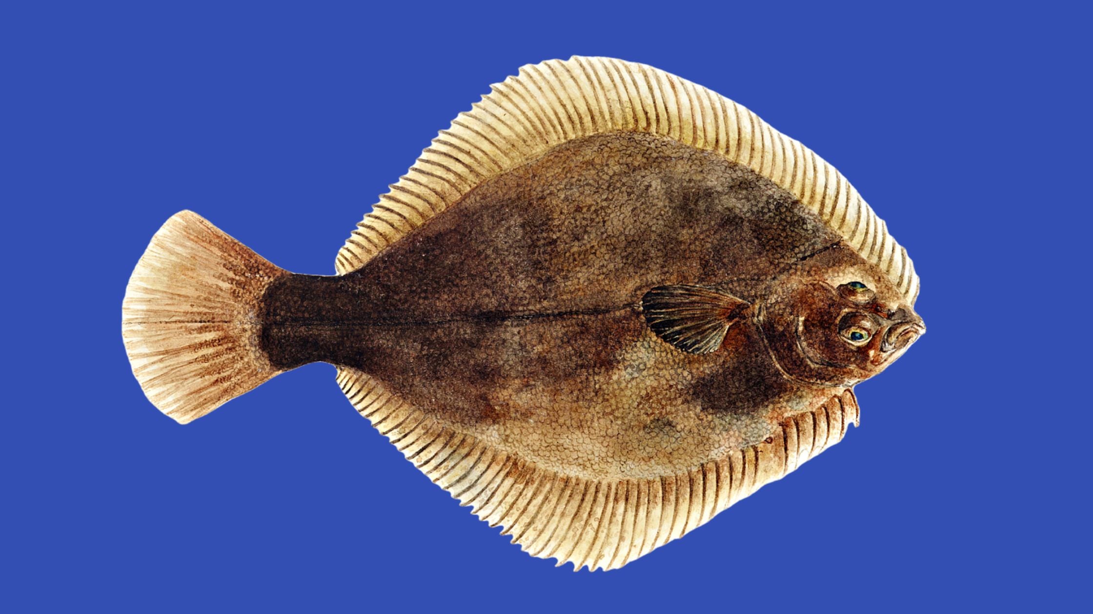 How To Catch Flounder