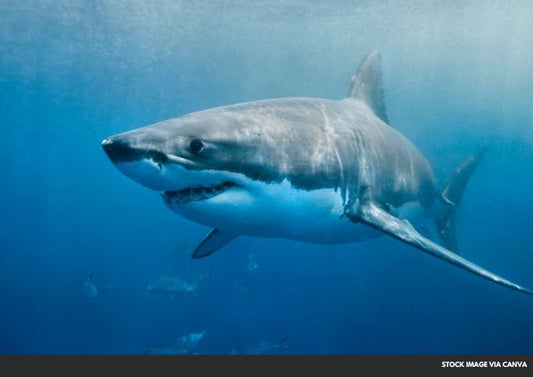 Florida Fisherman Critically Injured in Shark Attack