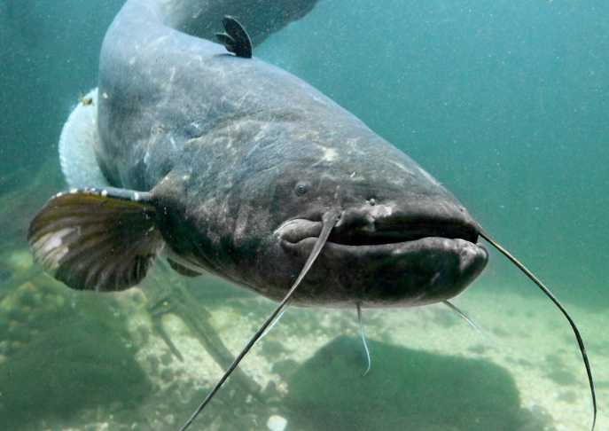 What is the Best Bait for Catfish?
