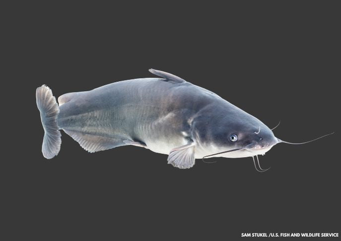 Officials Urge Consumption of Invasive Blue Catfish to Protect Chesapeake Bay
