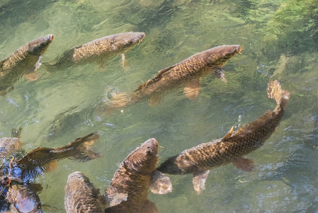 How to Catch Carp: Exploring The Fishing World's Hidden Gem