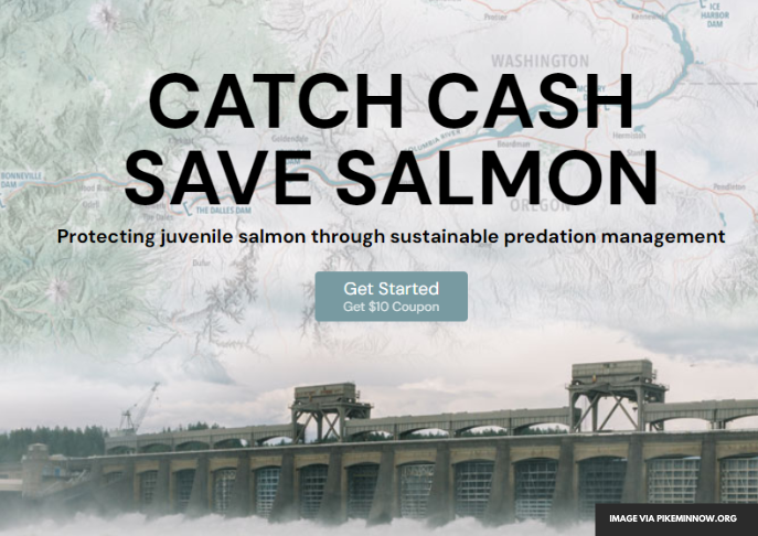 Earn Big Bucks Fishing for Pikeminnow in Columbia and Snake Rivers