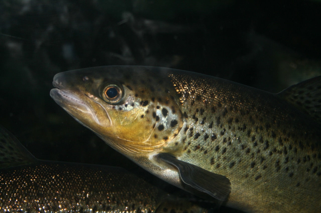 How to Fish for Trout in a Lake