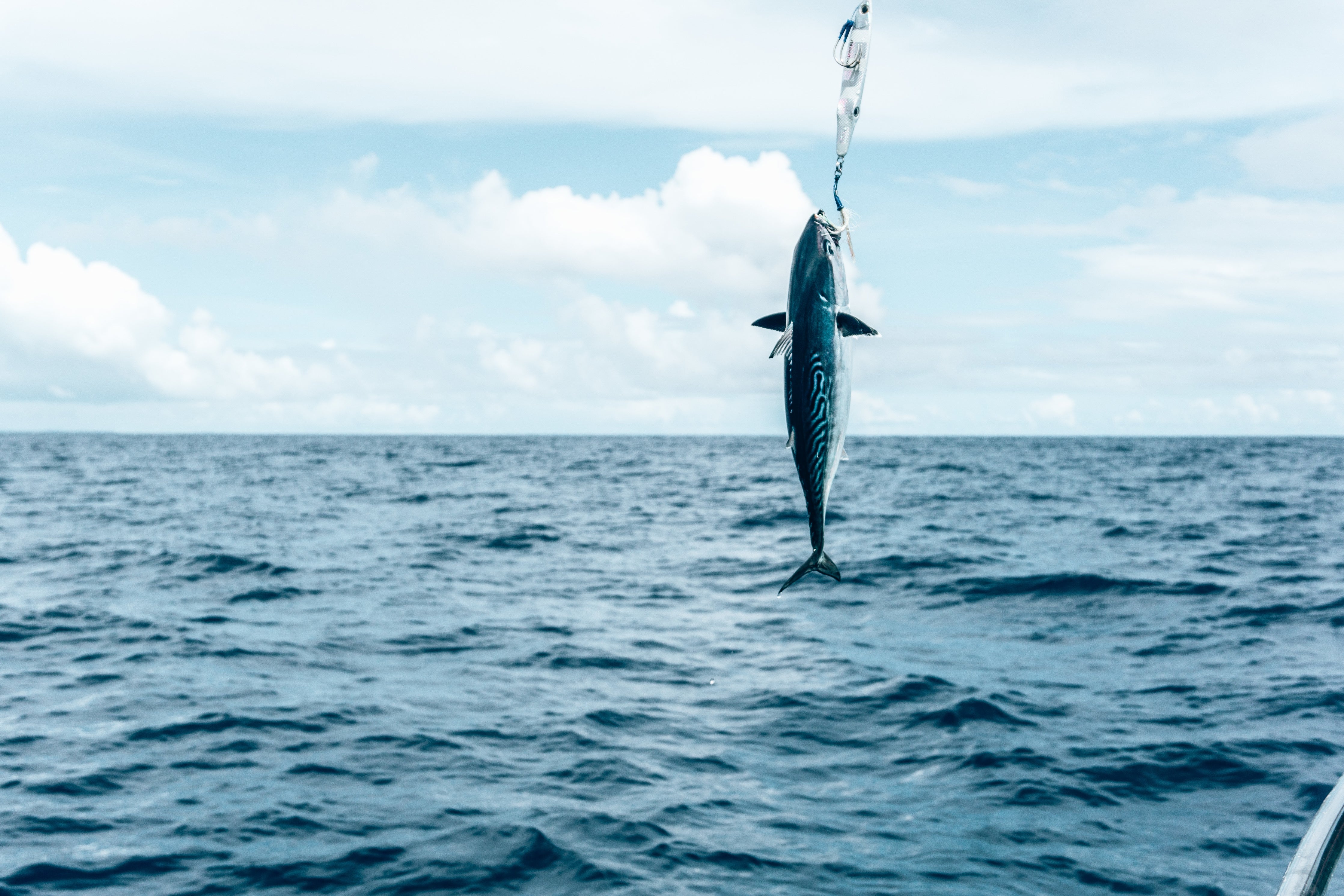 How Recycling Water Bottles Help Save the Ocean