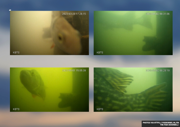 Help Migrating Fish in Utrecht: Ring the Fish Doorbell!