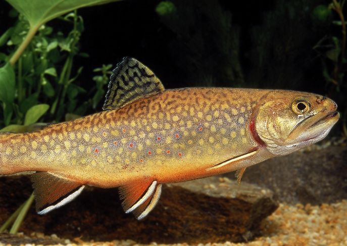 Idaho Fish and Game to Stock 85,000 Trout Statewide in August