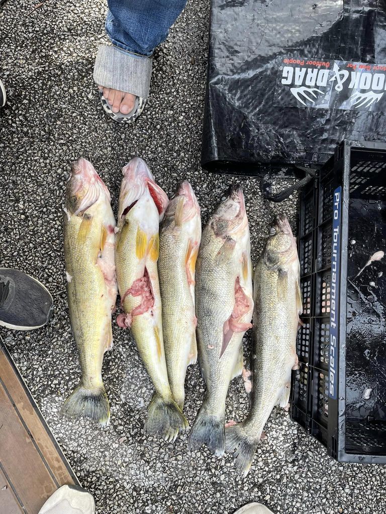 Photo from https://www.facebook.com/BigwaterwalleyechampionshipsLEWT