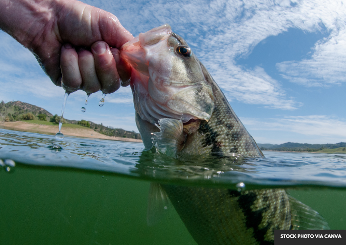 Louisiana Updates Mercury Warnings For Fish In 11 Bodies Of Water