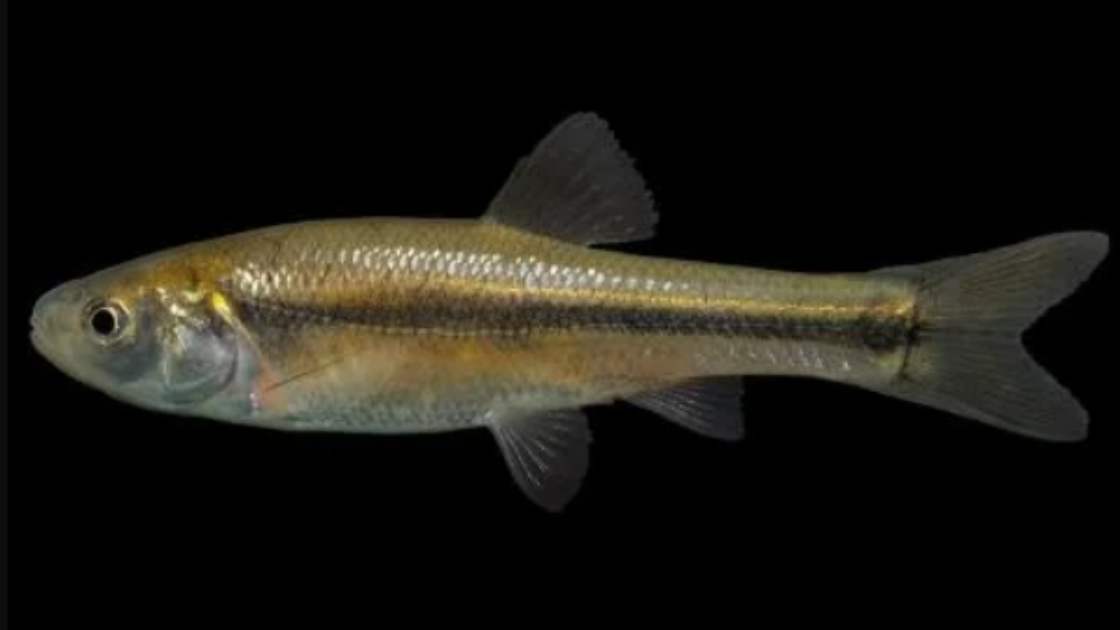 Fathead minnow photo from the Missouri Department of Conservation
