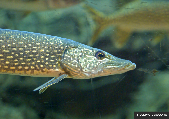 Wisconsin's Inland Fishing Season Kicks Off with New Regulations