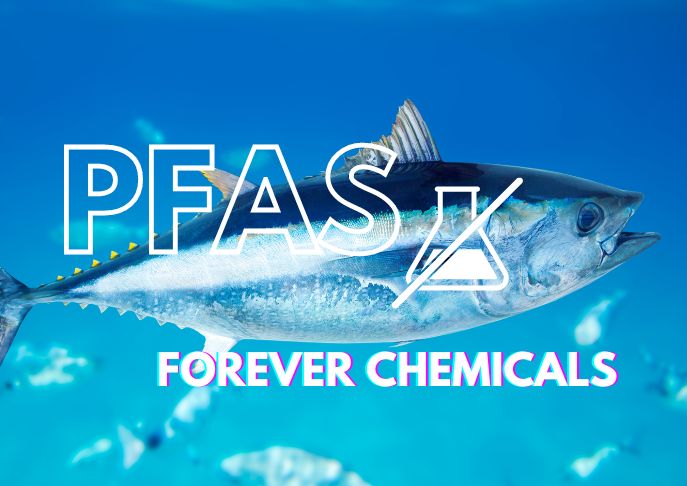 PFAS in Seafood: New Study Alerts Gulf of Maine Anglers and Consumers