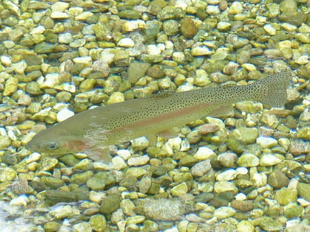 How To Catch Trout