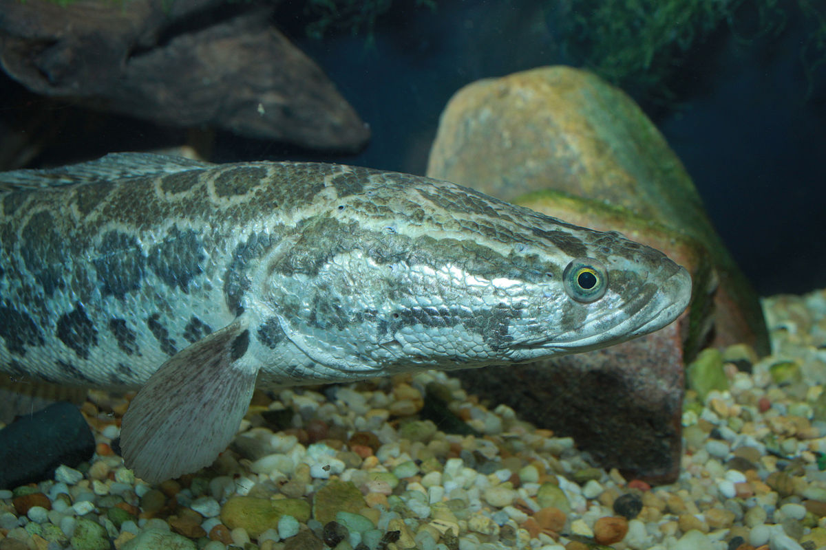 Slithering Swimmers: The Growing Threat of Snakehead Fish
