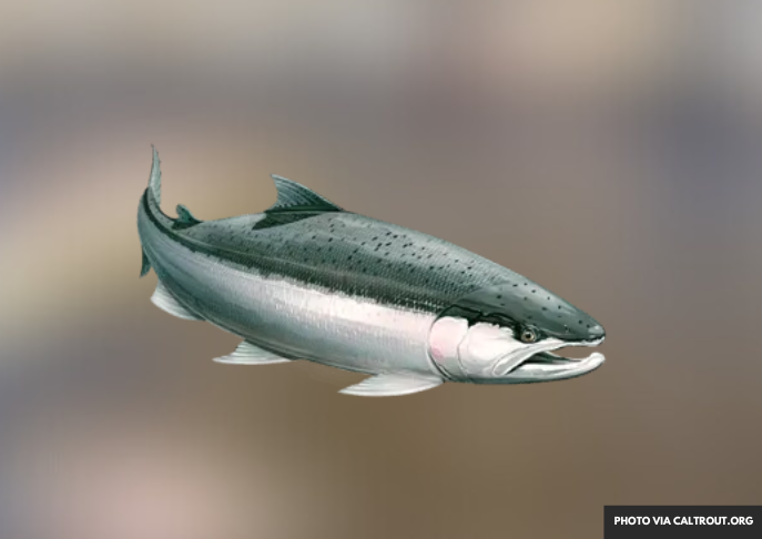California Lists Southern Steelhead Trout as Endangered Species