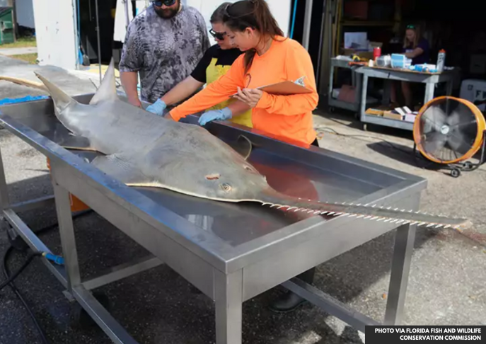 Scientists Puzzled by Mass Fish Deaths and Unusual Behavior in South Florida