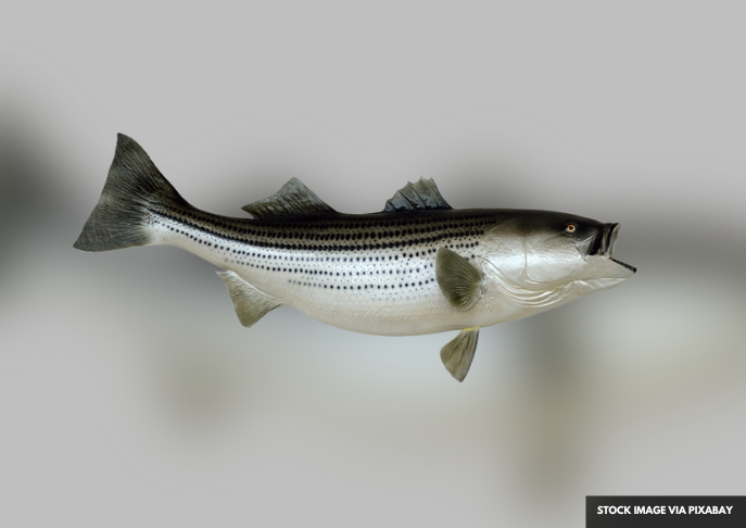 Rhode Island Introduces New Fishing Regulations for 2024 Season