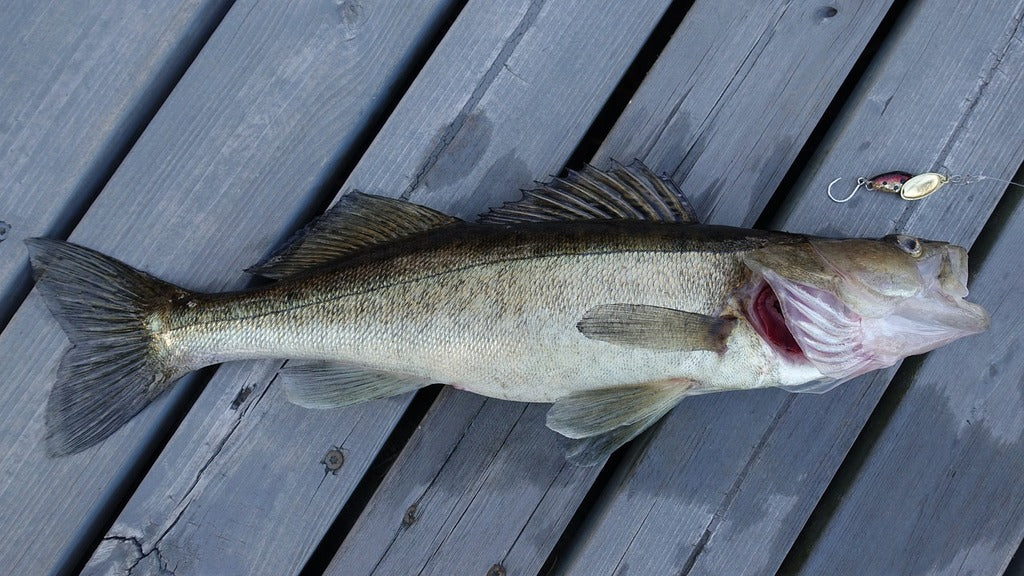 How to Catch Walleye
