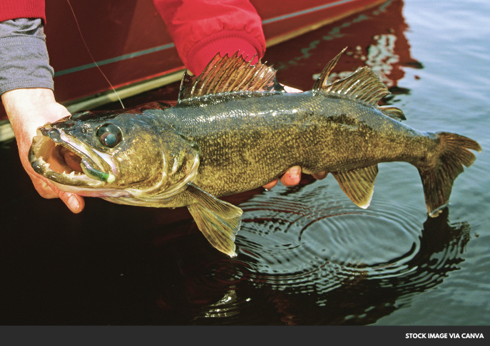 Study Reveals Parental Size Influences Walleye Growth in Lake Erie