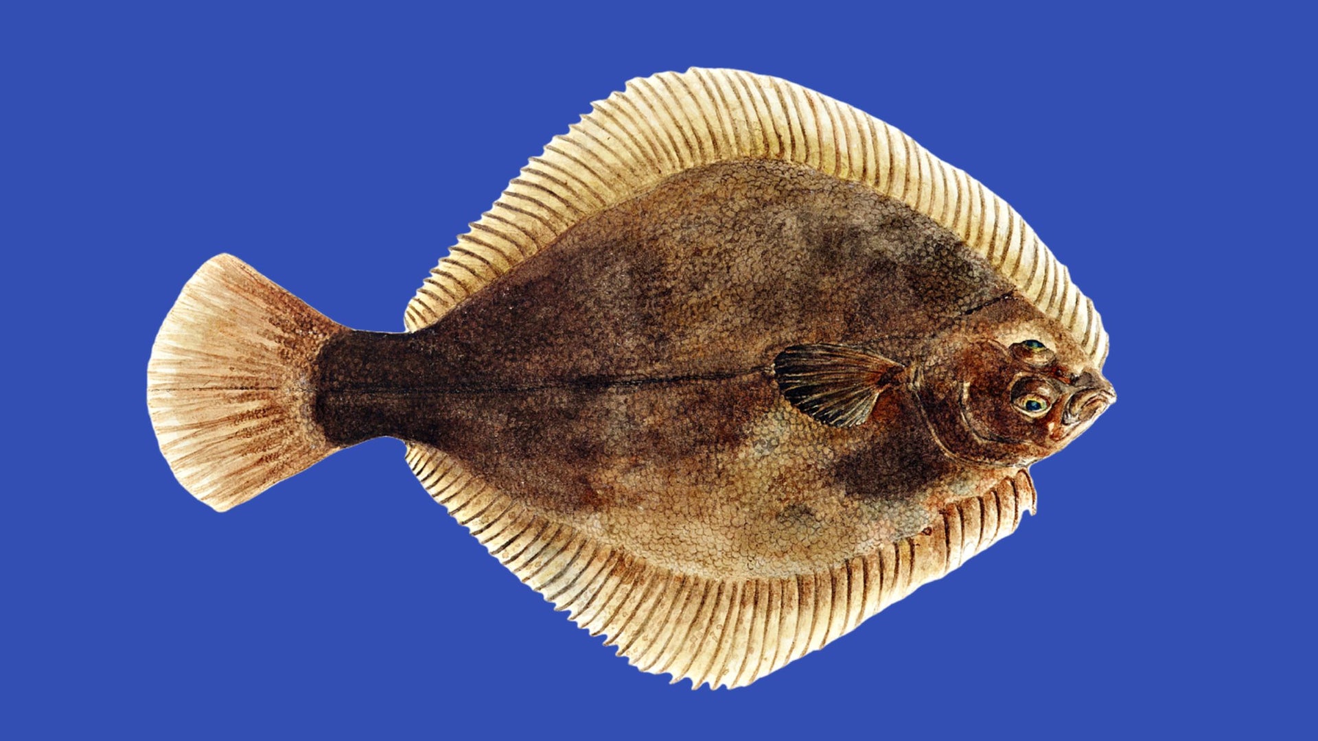 Flounder Fish Flatfish Such As Flounder And Sole Sea Life Islands flounder-fish-flatfish-such-as-flounder-and-sole-sea-life-islands