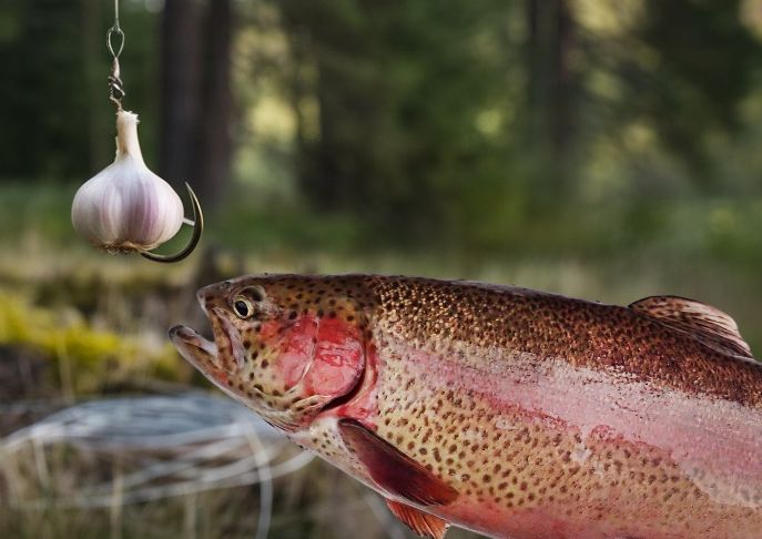 fish with garlic on hook - are fish attracted to garlic?