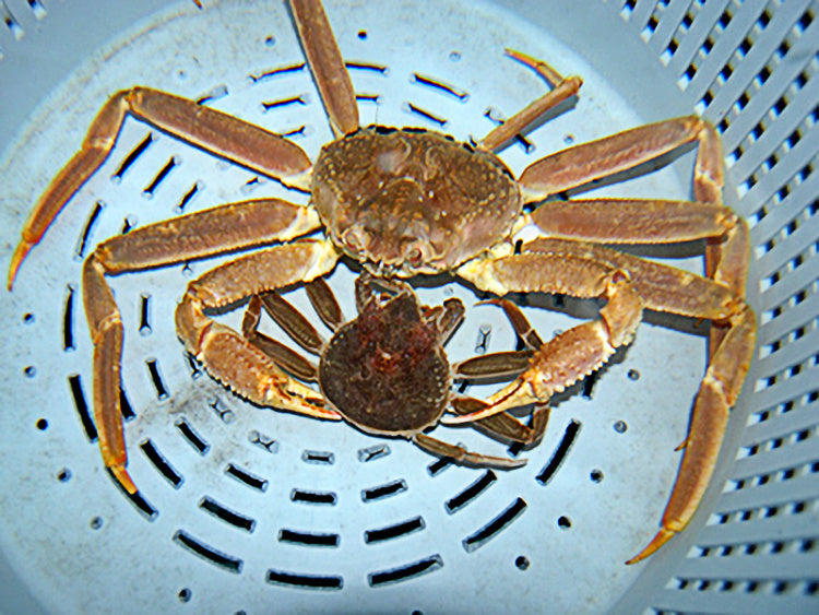 Photo via https://www.fisheries.noaa.gov/species/alaska-snow-crab