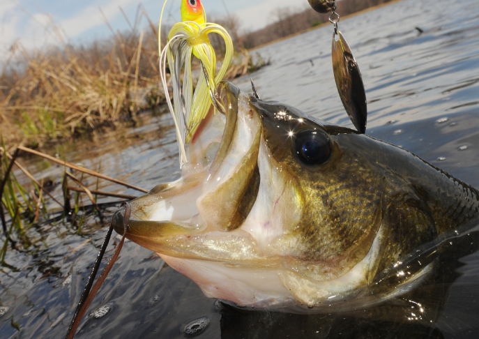 8 Bass Lures That Really Work!