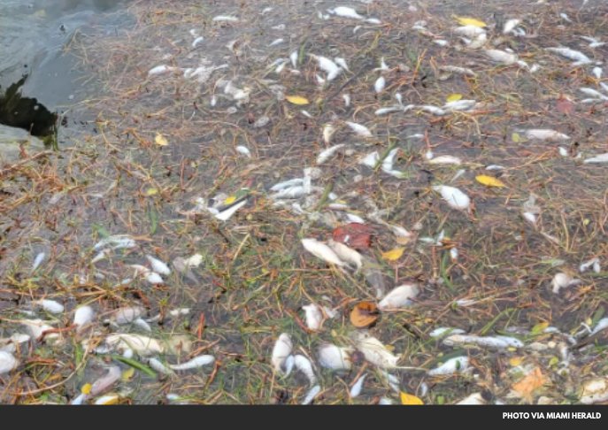 Heavy Rains Spark Fish Kill in South Florida's Biscayne Bay