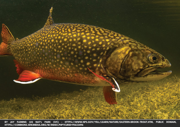 Maine Stocks PFAS-Contaminated Ponds with Fish, Issues 'Do Not Eat' Warning