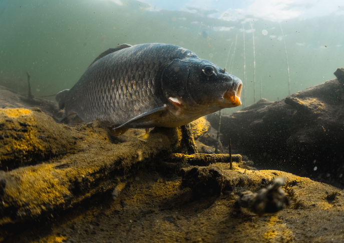 Can Fish Smell Underwater?