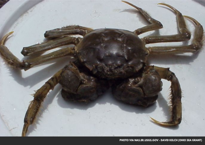 Chinese Mitten Crabs Invade New York Waters, Posing Ecological Threat