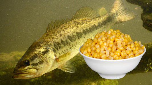 Corn as Fishing Bait: Pros, Cons, Rules, and Alternatives