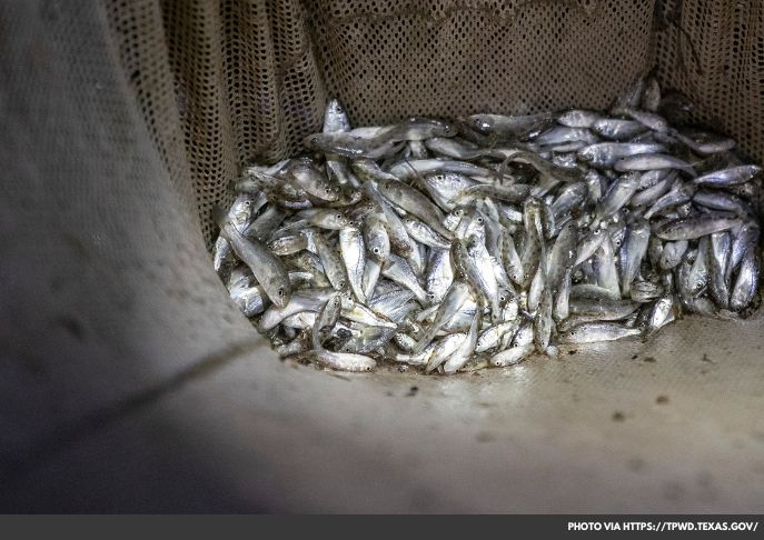 Texas Releases Nearly 1 Billion Fish into Bays