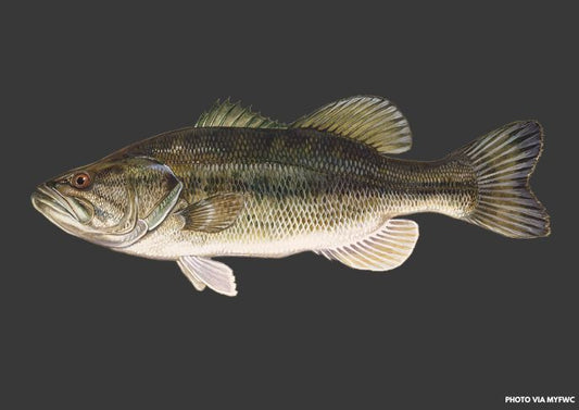 Meet the Florida Bass: Florida's Iconic Largemouth Bass Gets New Name