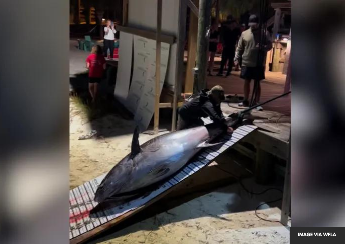 Six-man team reels in massive 888-pound Bluefin Tuna off Destin coast