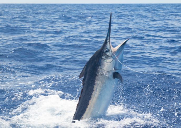 marlin - how to identify fish