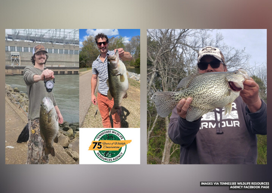 Anglers Reel in 13-Pound Bass and 2.95-Pound Crappie Across Tennessee