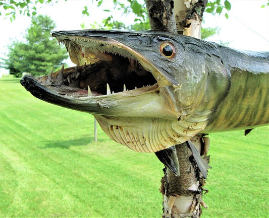 New York Muskellunge Fishing Season Set to Begin