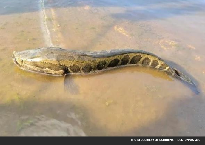 Angler Catches Fourth Invasive Snake-Like Fish in Missouri's Wayne County