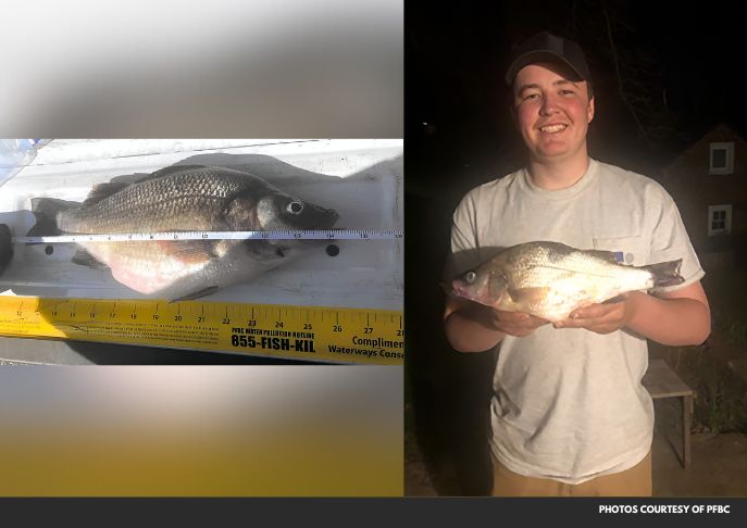 Teen Sets Pennsylvania Fishing Record for White Perch