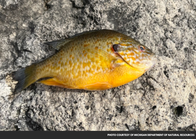 Viral Disease Causes Significant Fish Die-Off in Michigan's Lake Macatawa