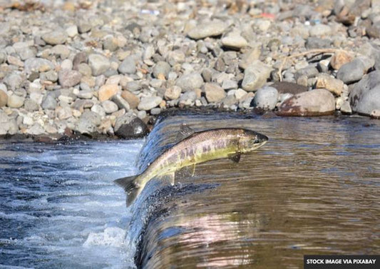 Dwindling Salmon Stocks Lead to Second Consecutive Fishing Ban in California