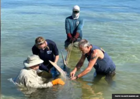 Florida Keys Marine Mystery Deepens: Rescued Sawfish May Hold Clues to Mass Die-Off