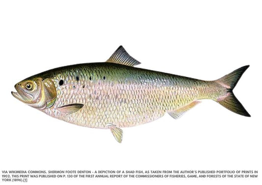 Shad Surge in Columbia River, Outpacing Salmon Numbers