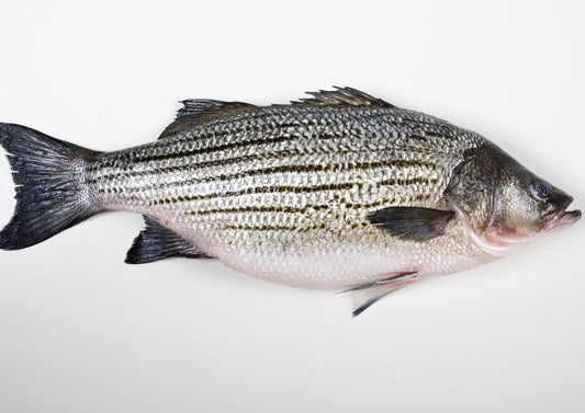 Striped Bass Die-Off Expected in South Carolina's Lake Murray