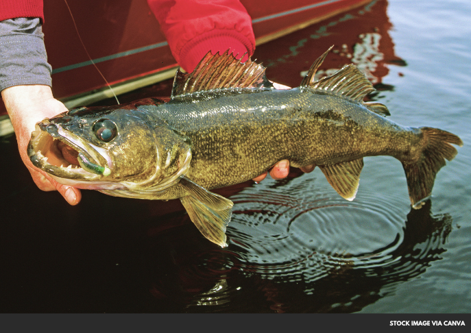 walleye as Ohio state fish