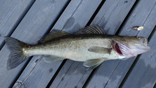 How to Catch Walleye