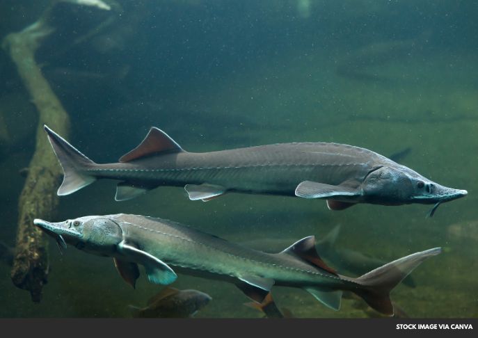 California Considers White Sturgeon for Endangered Species List