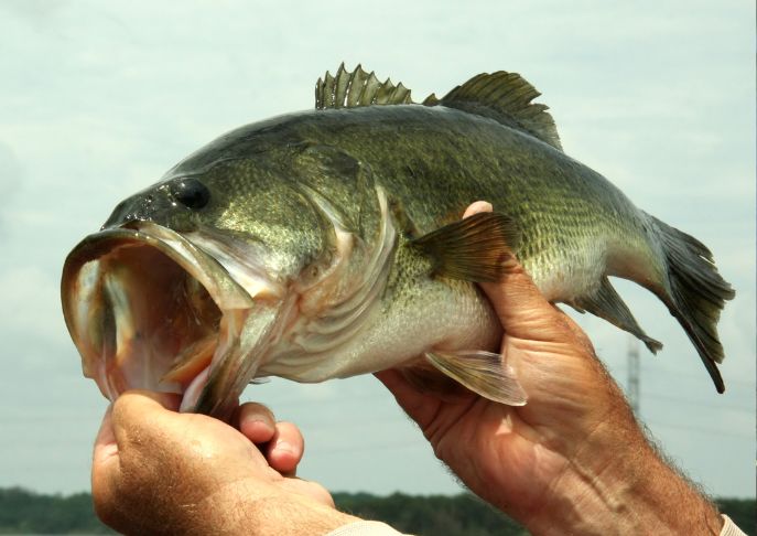 Winter Bass Fishing Guide: Expert Tips and Techniques